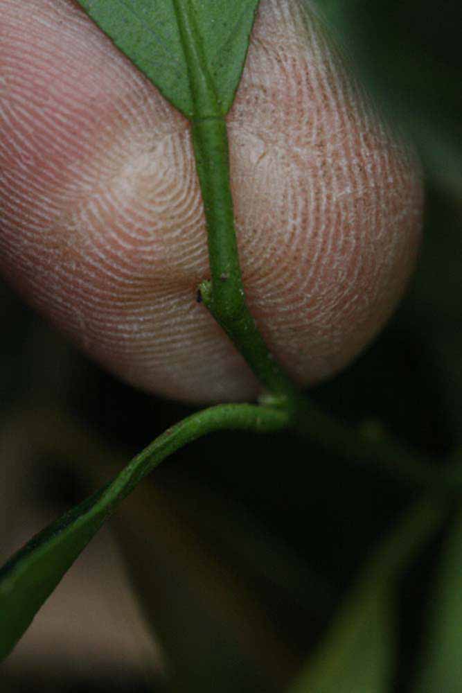              Petiole (Riverside, CA)       